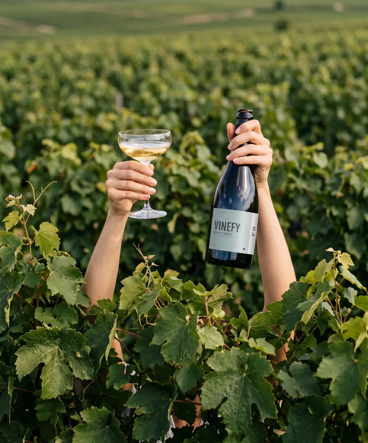 Deux bras sortent des vignes, l'un lève une coupe de champagne, l'autre une bouteille Vinefy