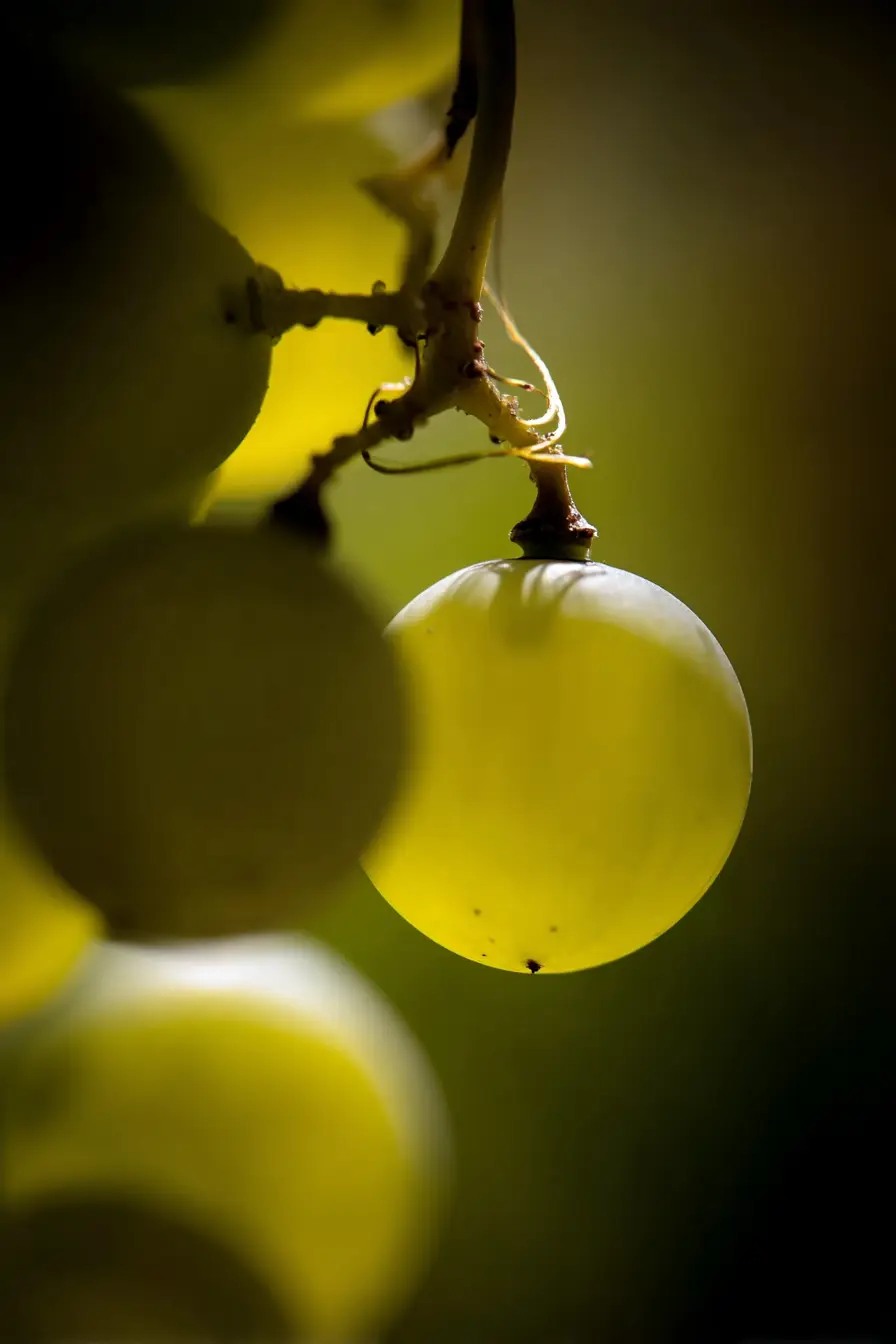 Grains de raisin blanc en gros plan, traversés par la lumière