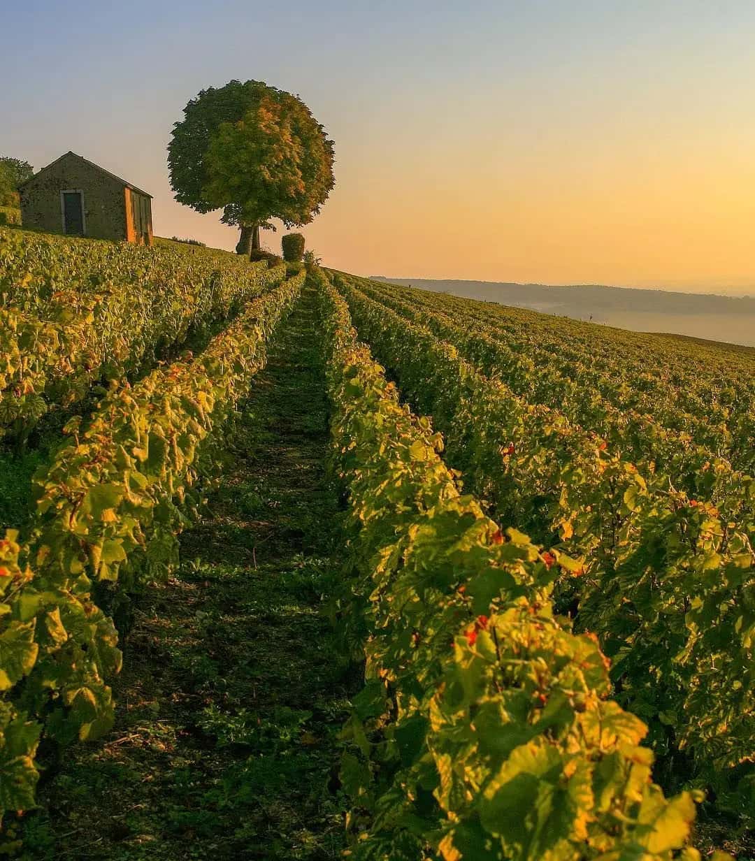Rangs de vigne en pente au coucher du soleil, une cabane de vigne et un arbre à l'horizon