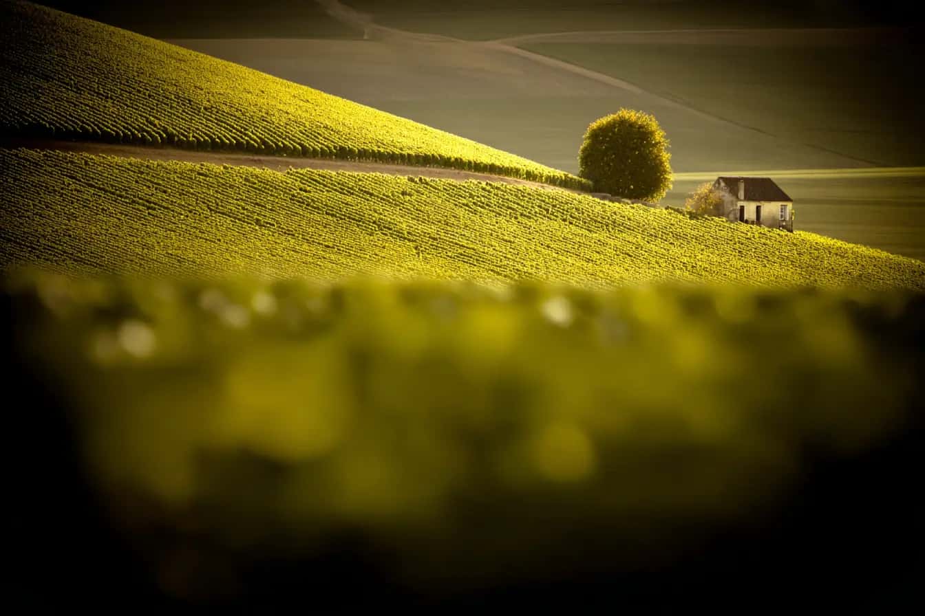 Coteaux de vignes au soleil couchant, un arbre isolé et une maisonnette de vigne au loin