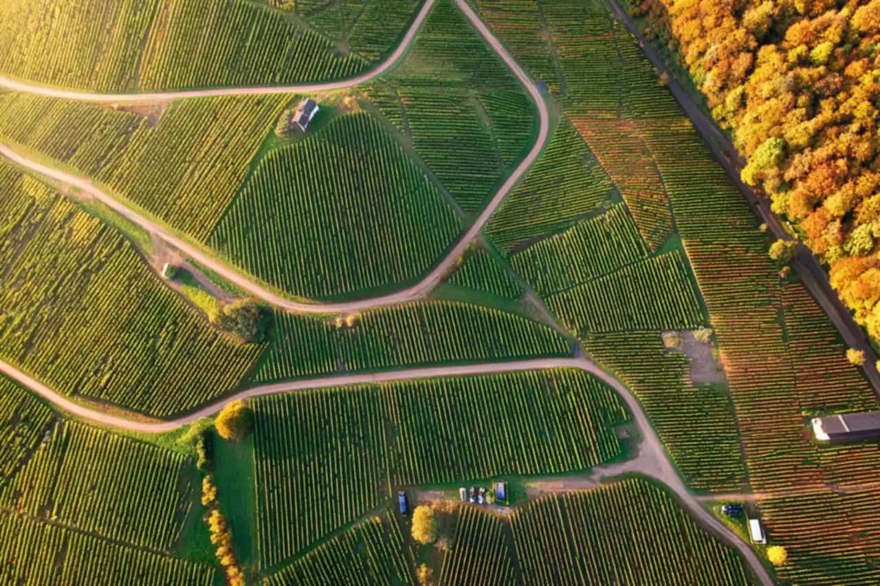 Vue aérienne des coteaux de vigne traversés par des chemins blancs, en automne